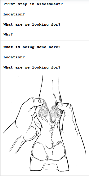 <p><span><strong>Distal Limb Palpation (FL/HL) continued - Metacarpus/Metatarsus</strong></span></p>