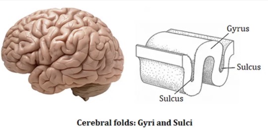 <ul><li><p>The entire surface is folded so to increase surface area. </p></li><li><p>These folding produces elevated ridges of tissue called gyri, separated by shallow grooves called sulci. </p></li><li><p>Synapses are located here, and this is where sensory information is processed.</p></li></ul><p></p>