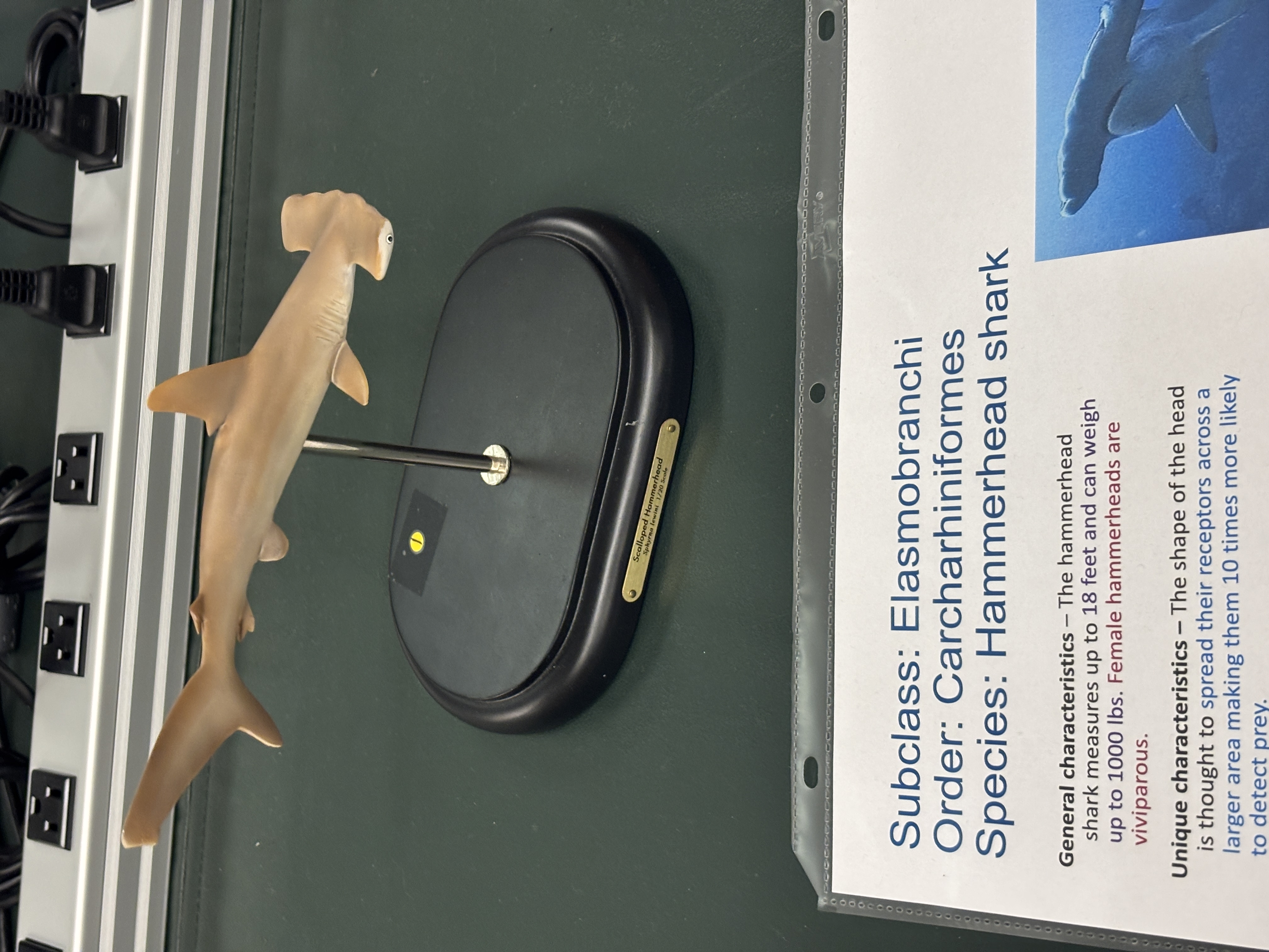 <p>Order Carcharhiniformes - Ground Sharks</p><p></p><p>How big do hammerhead sharks get</p>