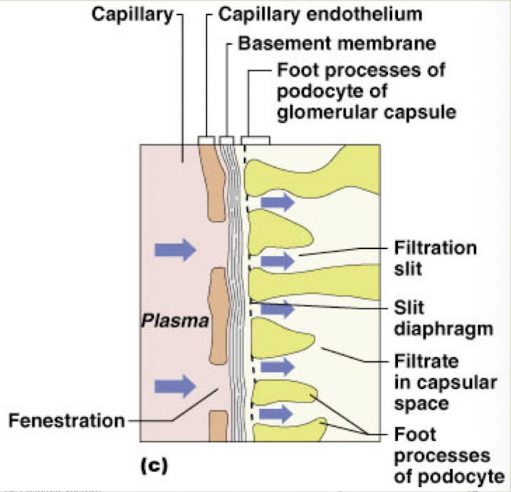 <p>Filtration membrane (detailed)</p>