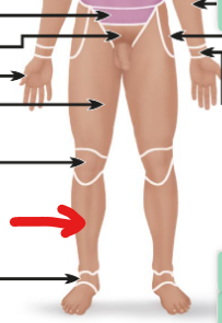 <p>lower leg area </p>