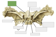 <p>Posterior view: This is the</p>