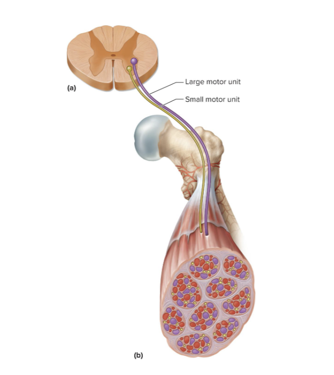 <p><span style="font-size: calc(var(--scale-factor)*23.79px);">One nerve fiber and all the muscle fibers </span><span style="font-size: calc(var(--scale-factor)*23.81px);">innervated by it; they behave as a functional unit</span><br><span style="font-size: calc(var(--scale-factor)*23.79px);">• Muscle fibers of one motor unit:</span><br><span style="font-size: calc(var(--scale-factor)*20.18px);">• Are dispersed throughout muscle</span><br><span style="font-size: calc(var(--scale-factor)*20.18px);">• Contract in unison</span><br><span style="font-size: calc(var(--scale-factor)*20.18px);">• Produce weak contraction over wide area</span><br><span style="font-size: calc(var(--scale-factor)*20.18px);">• Provide ability to sustain long-term contraction as motor units take turns contracting</span><br><span style="font-size: calc(var(--scale-factor)*23.79px);">• Effective contraction usually requires contraction of several motor units at once. </span></p>