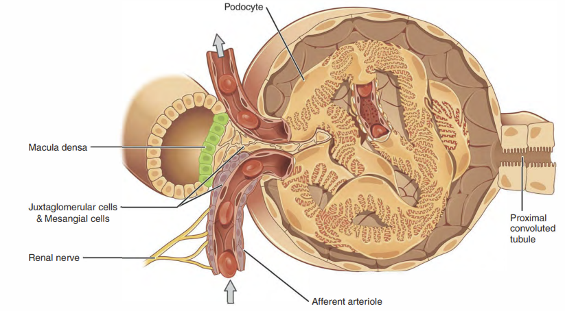 <p>Answer: The macula densa and juxtaglomerular cells.</p><p>Extra Information:</p><ul><li><p>The macula densa is associated with the distal convoluted tubule.</p></li></ul><p></p>