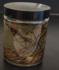 <ol><li><p>Name the Phylum</p></li></ol><p>Female have flat or “flatter” tops Gametophyte - Haploid </p><p>produces eggs</p>