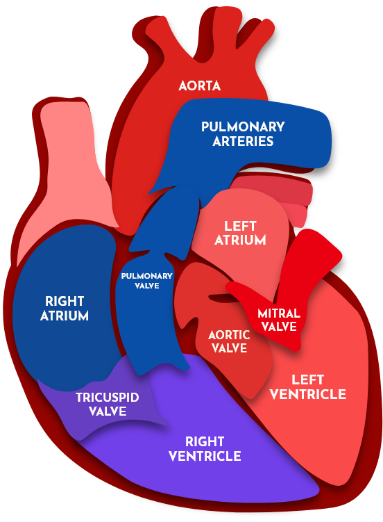 <p>Answer: The aortic valve.</p><p>Extra Information:</p><ul><li><p>The ascending aorta emerges directly from the left ventricle.</p></li></ul><p></p>