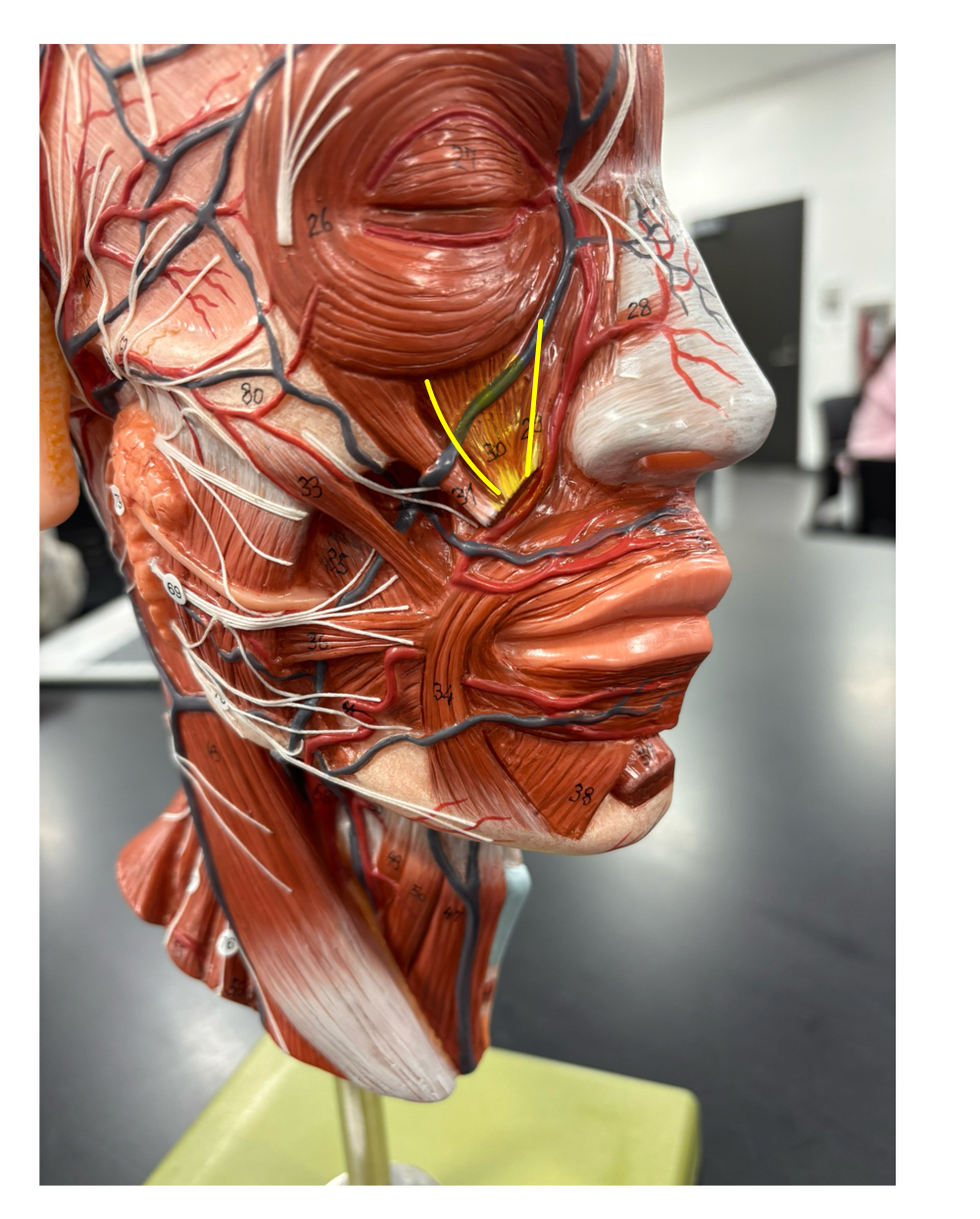 <p>name the muscle and its action</p>