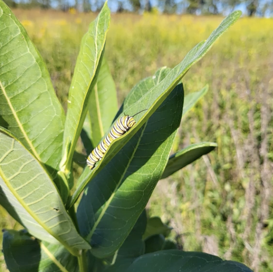 <p>monarchs feed on milkweed as caterpillars - they accumulate cardiac glycosides from the milkweed plants that can be toxic to predators, so predators avoid predating monarchs</p>