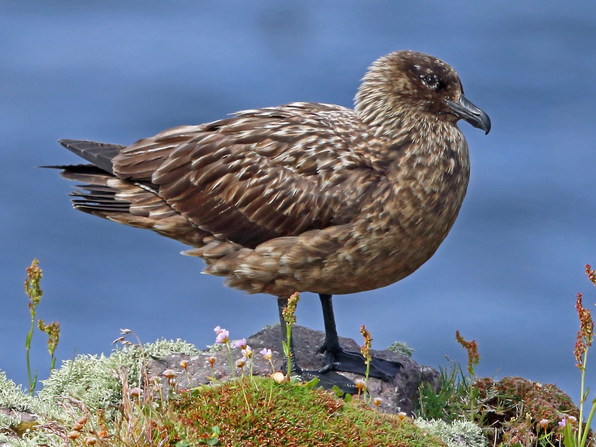 <p>What bird is this?</p>