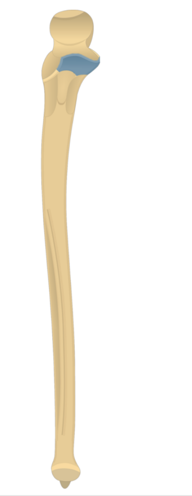 <p>Name this structure </p>
