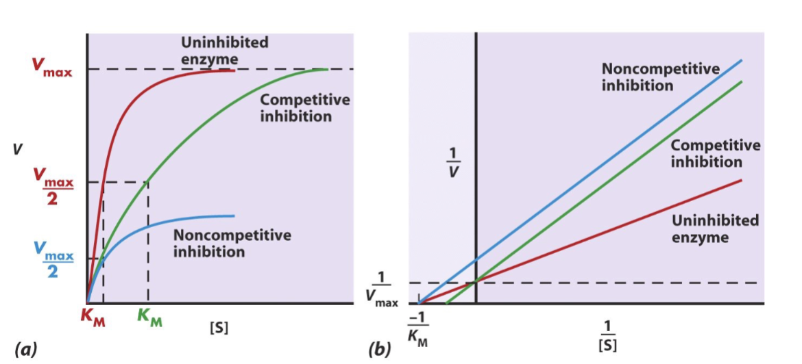 <ul><li><p>competitive inhibition:</p><ul><li><p>increase substrate concentration; Vmax can still be reached, so it does not change</p></li><li><p>Km will increase because substrate concentration increases</p></li></ul></li><li><p>noncompetitive inhibitor:</p><ul><li><p>enzyme activity is reduced, so Vmax will decrease</p></li><li><p>Km is unchanged because same amount of substrate can be used to reach half of max speed</p></li></ul></li></ul><p></p>