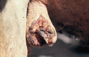 <p>What is the prognosis of this wound?</p>