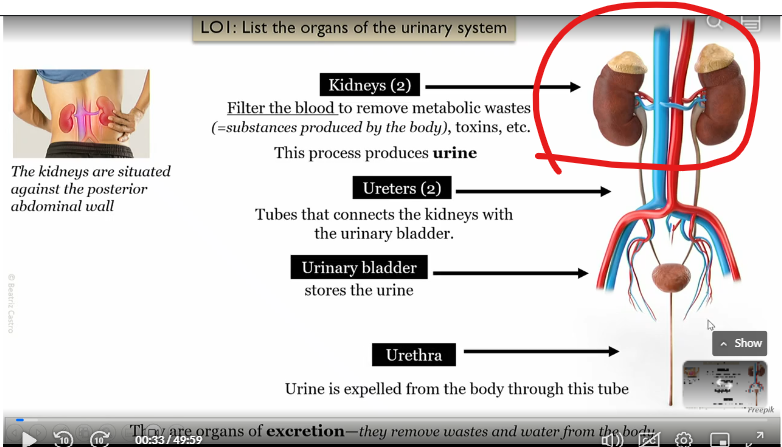 <p>filter the blood to <strong>remove metabolic wastes, toxins</strong> etc</p><p></p><p>This process produces <strong>urine</strong></p>