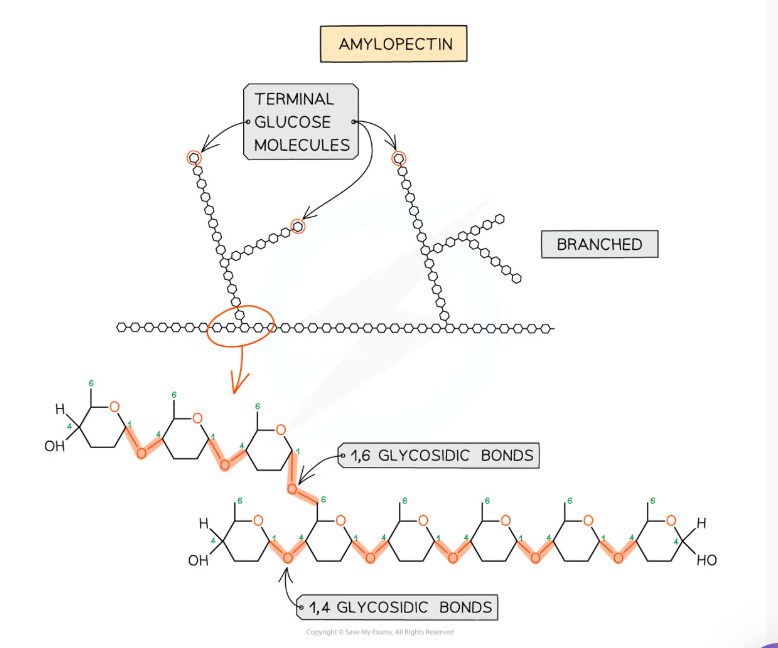 <ul><li><p>branched molecule - <span>branches result in many terminal glucose molecules that can be </span><strong>easily hydrolysed</strong><span> for use during cellular respiration or added to for storage</span></p></li><li><p><span>has 1,4-glycosidic and 1,6-glycosidic bonds at branch points</span></p></li></ul><p></p>