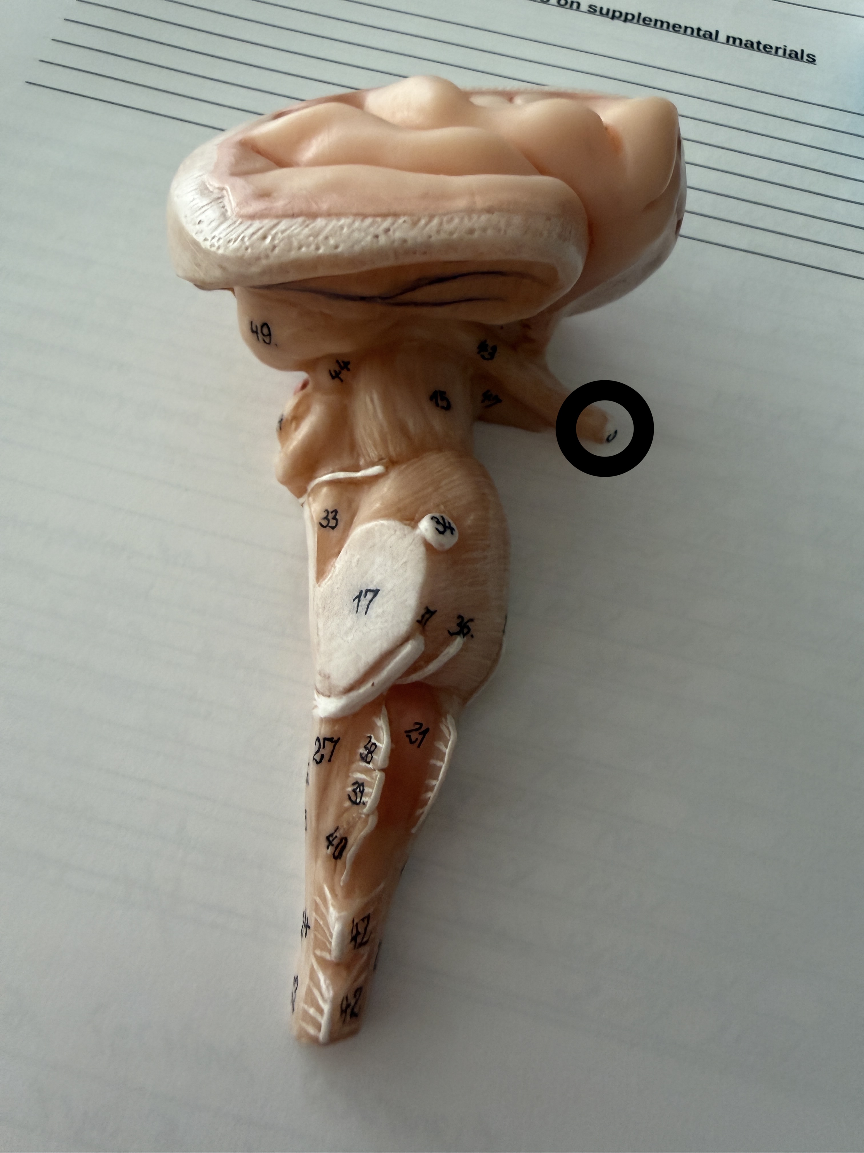 knowt flashcard image