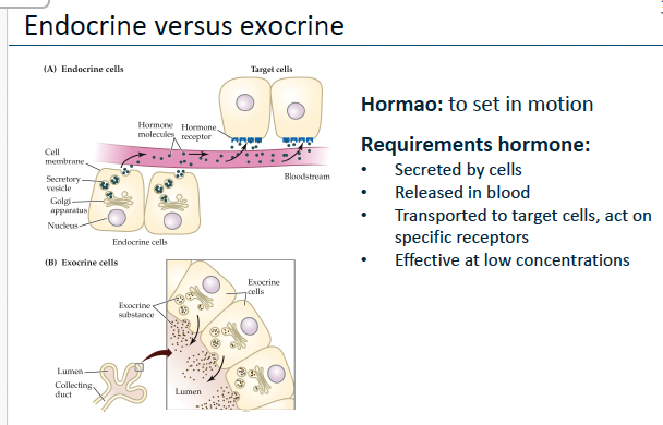<p><strong>Endocrine</strong></p><p>Geen afvoerbuis.</p><p>Hormonen → bloed.</p><p>Voorbeeld:<br>schildklier.</p><p></p><p><strong>Exocrine</strong></p><p>Wel afvoerbuis.</p><p>Secretie → buitenwereld of darm.</p><p>Voorbeeld:<br>speekselklier.</p><p></p><p>Kernzin</p><p><strong>Endocrien = bloed. Exocrien = afvoerbuis.</strong></p>