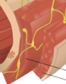 <p>3rd layer of GIT. Contains smooth muscle (inner circular layer surrounding tube and outer longitudinal layer that runs along tube). Contains myenteric plexus. Important: at the beginning and end of GIT, this layer transitions from smooth to skeletal, just briefly (to allow conscious control of swallowing and defecation). </p>