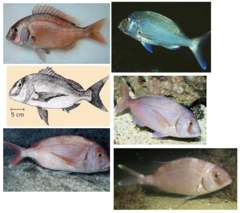 <p>Common seabream</p>