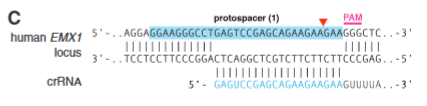 <p>explain fig 1C cong</p>