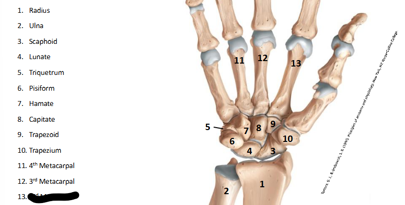 <p>What are the landmarks within <strong>Wrist/Hand?</strong></p>