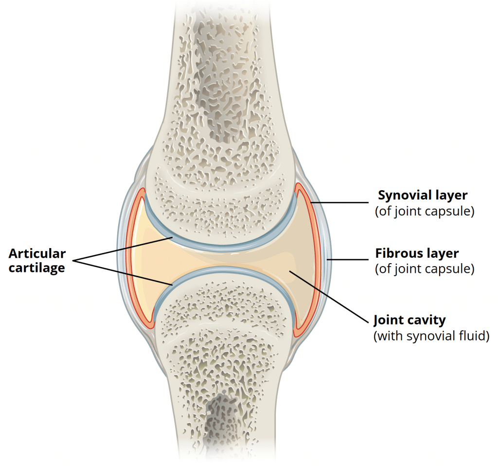 <p>fibrous capsule that surrounds the joint, providing stability and enclosing the synovial cavity. There are 2 layers: outer fibrous layer for strength and the inner synovial membrane that produces synovial fluid</p>