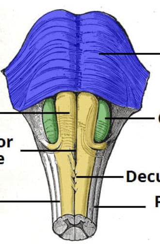 <p>lateral bumps on medulla, green on image</p>