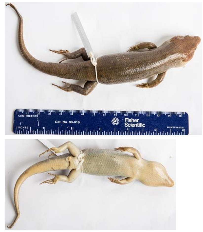 <p>Family: Scincidae (Cylindrical body, body scales equal in size and cyclic.)</p><p>Family name: Skinks</p>