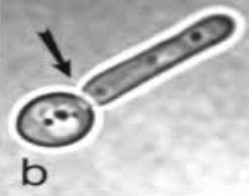<p>Name</p>