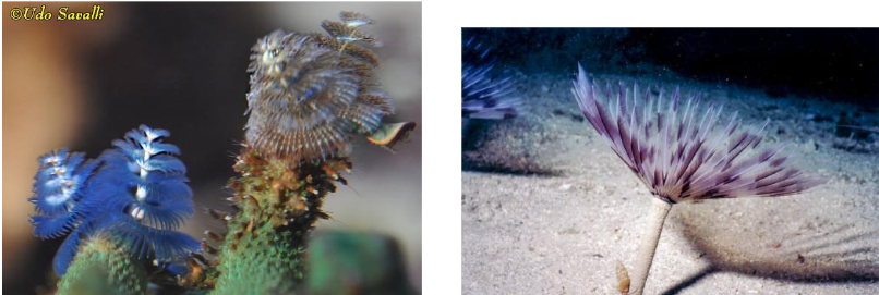 <p>What is this? Phylum, Class, Subclass?</p>