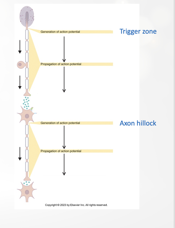 <p>distal sensory neuron (where AP generates)</p>