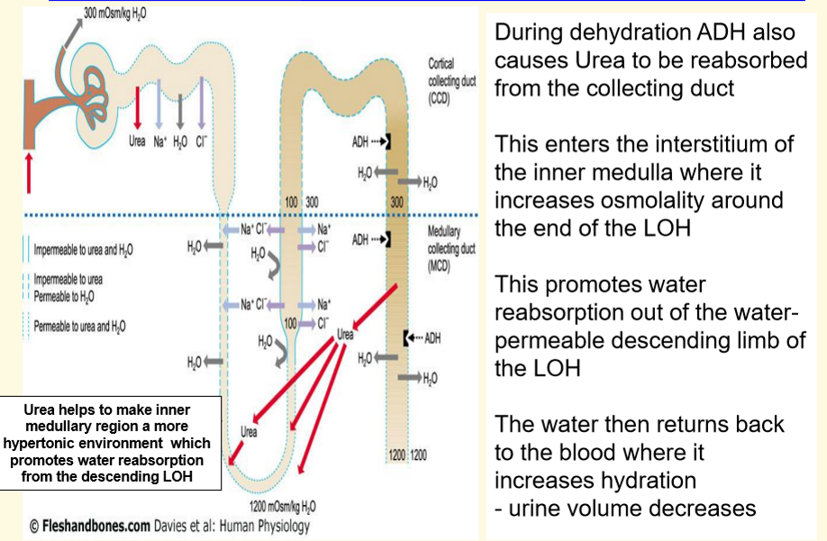 <img src="https://assets.knowt.com/user-attachments/668d36cc-bc82-4656-be14-4e94557610ea.png" data-width="50%" data-align="center" alt="knowt flashcard image"><p></p>