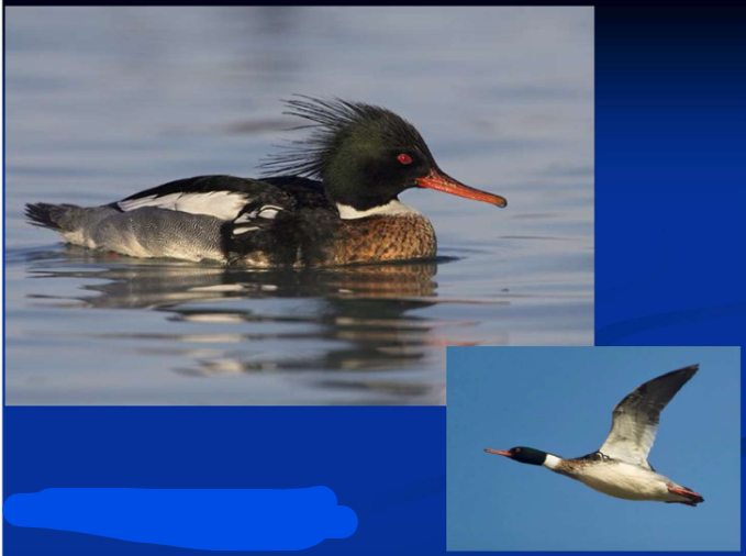 <p>What is the Order, Family, Subfamily and Common name of this vertebrate?</p>