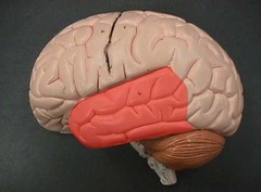<p>the portion of the cerebral cortex lying roughly above the ears; includes the auditory areas, each receiving information primarily from the opposite ear.</p>