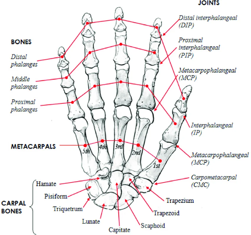 <ol><li><p><span style="background-color: transparent;"><strong><u>Distal interphalangeal joint (DIP) =</u></strong> between the distal and middle bones of the fingers <strong><em>(not thumb)</em></strong></span></p></li><li><p><span style="background-color: transparent;"><strong><u>Proximal interphalangeal joint (PIP)</u></strong> = between the middle and proximal bones of the fingers <em>(</em><strong><em>not thumb)</em></strong></span></p></li><li><p><span style="background-color: transparent;"><strong><u>Interphalangeal joint joint (IP)</u></strong> = between the distal and proximal bones of the thumb <strong><em>(ONLY THUMB)</em></strong></span></p></li><li><p><span style="background-color: transparent;"><strong><u>Metacarpophalangeal joint (MCP)</u></strong> = between the proximal and metacarpal bones (<strong><em>1-5 = all 5 fingers)</em></strong></span></p></li><li><p><span style="background-color: transparent;"><strong><u>Carpometacarpal joint (CMC)</u></strong> = between metacarpals and carpal bones <strong><em>(1-5 = all 5 fingers)</em></strong></span></p></li></ol><p></p>