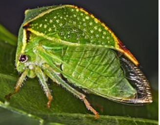 <p>What is the name of this bug?</p>