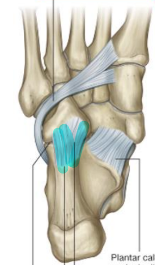<ul><li><p>AKA calcaneocuboid ligament</p></li><li><p>calcaneal tubercle to cuboid</p></li></ul><p></p>