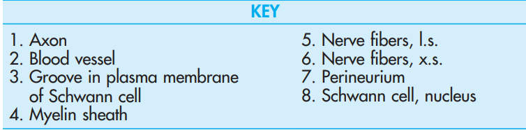 <p>Schwann cell with unmyelinated axons</p>