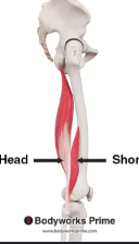 <ul><li><p><span style="background-color: transparent;">A: flexion @ knee; extension &amp; lateral rotation hip</span></p></li></ul><p></p>