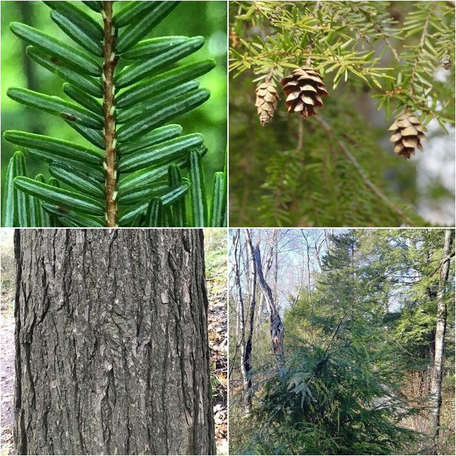 <p>Needles 1/2 inch long with short petiole, tiny pine cone</p>