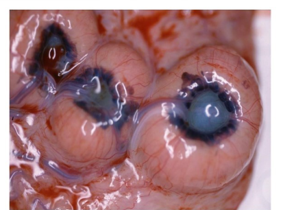 <p>What can be identified in this?</p>
