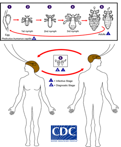 <p>Explain the life cycle of lice?</p>