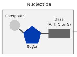 <p>the combination of a sugar, a phosphate and a nitrogenous base</p>
