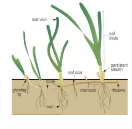 <p><strong>Belowground stems</strong>; upright shoots develop from axillary buds in nodes; adventitious roots in underside</p>