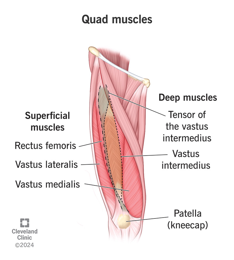 <p>quadriceps femoris</p>
