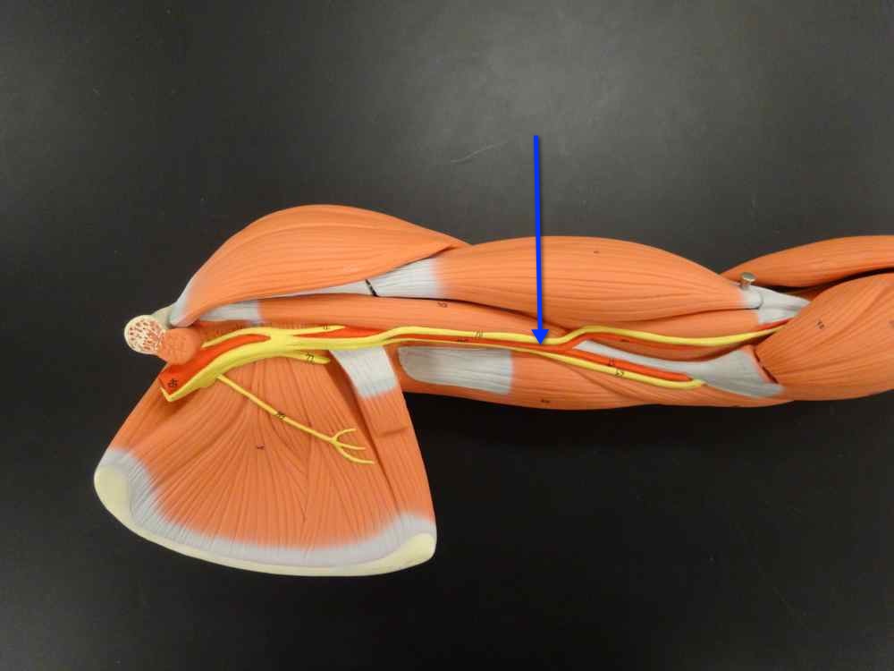 <p>Name the structure</p>