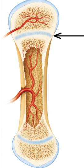 <p>The arrow in the figure is pointing to which of the following structures?</p>