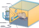 <p>manipulate the organism or its environment  to test causal relationships among traits</p>