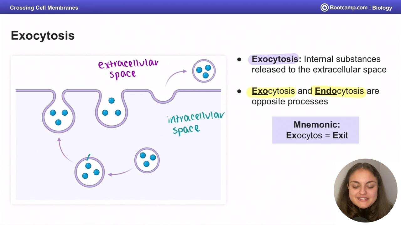 <p>internal substance are released to the extracellular space, internal vesicle fuses to the cell membrane and releases contents</p>