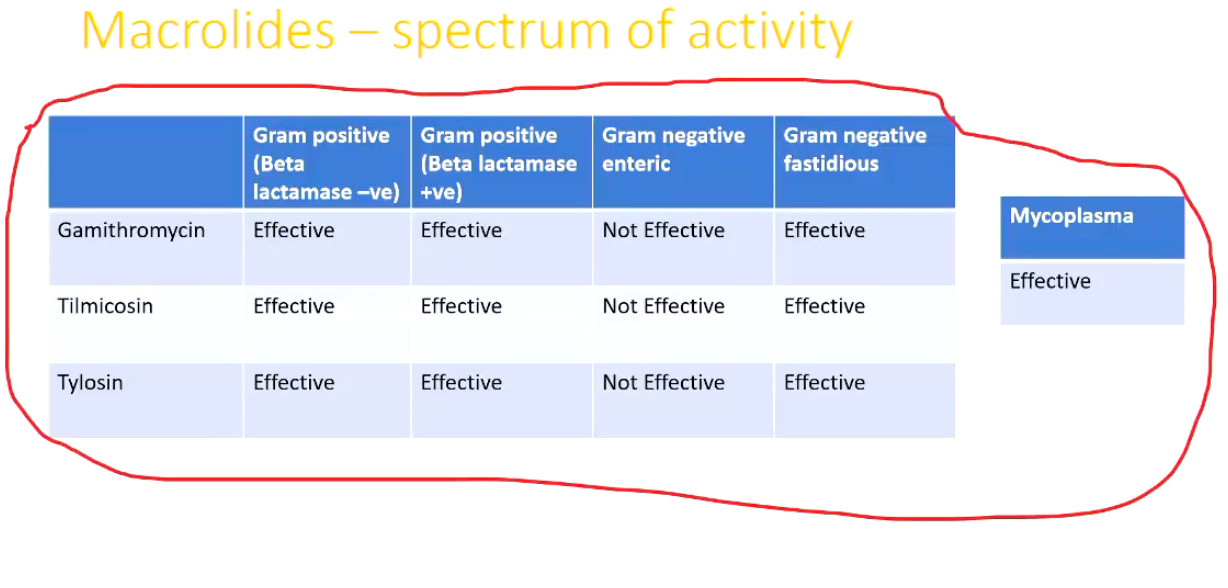 <p><strong>Macrolides</strong></p><p>• Inhibit bacterial protein synthesis</p><p>• Bacteriostatic</p><p>• Gram +ve and fastidious Gram -ve</p><p>• Good choice for mycoplasma</p><p>• Enter macrophages so concentrate well in areas of inflammation</p><p>• Often long duration of action</p><p>• Commonly used for pneumonia and lameness</p><p><strong><u>Spectrum of Activity</u></strong></p><ul><li><p>Image</p></li></ul><p></p>