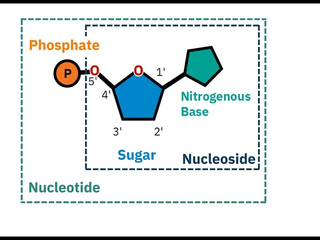 <ul><li><p>nucleoside= sugar + n base NO phosphate</p></li><li><p>nucleotide= sugar (pentose), N base, P group </p></li></ul><p></p>